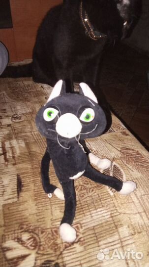 Легенда котик