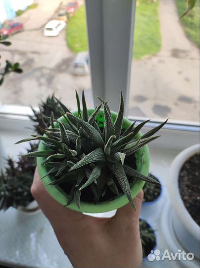 Суккуленты Хавортия