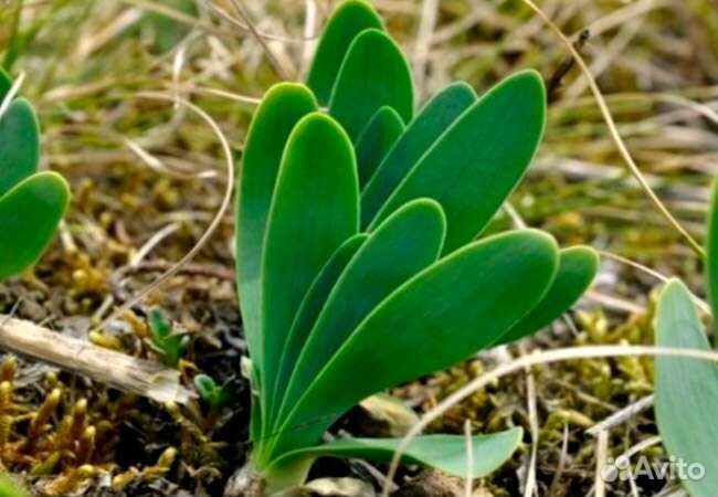 Лук Джусай. Лук слизун