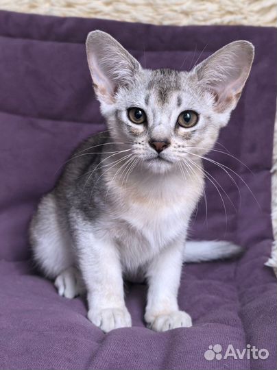 Абиссинский котенок, девочка, 3 месяца