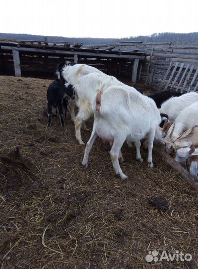 Дойные козы