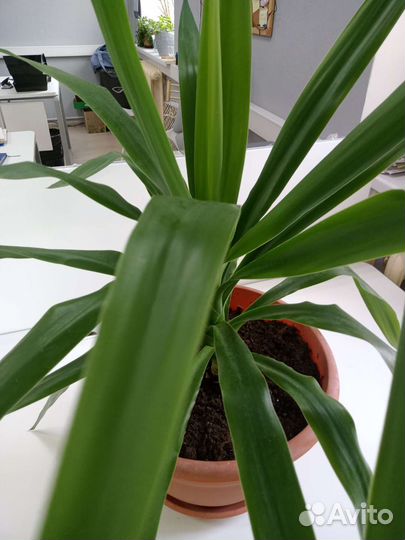 Панданус или винтовая пальма