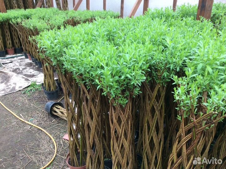 Плетеные деревья из ивы