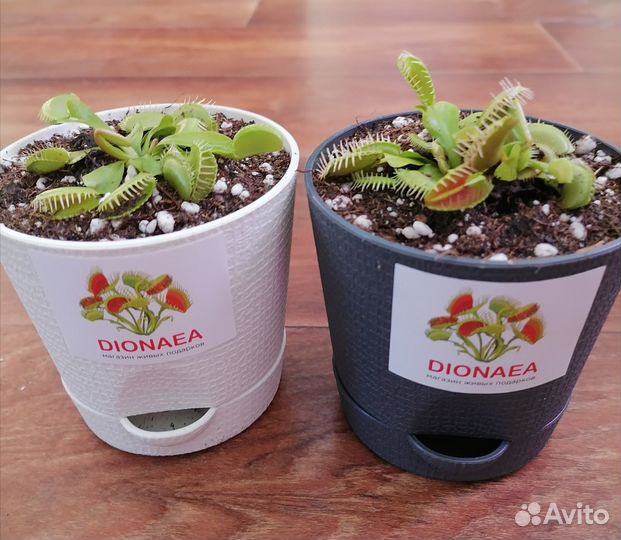 Плотоядные растения