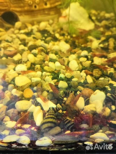 Улитки для аквариума