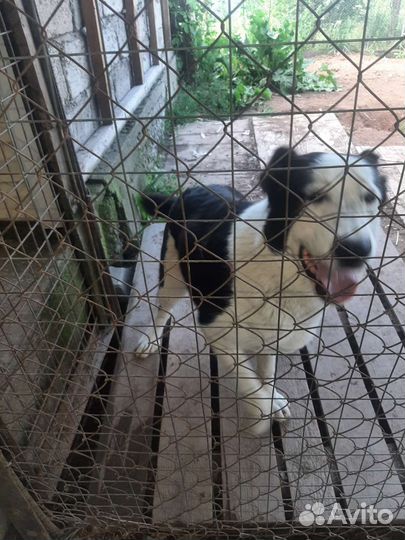 Отдам в добрые руки щенка