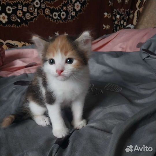 Кошка