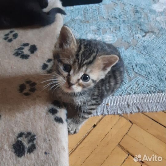 Десант из 9 мимими-воинов готов покорять мир