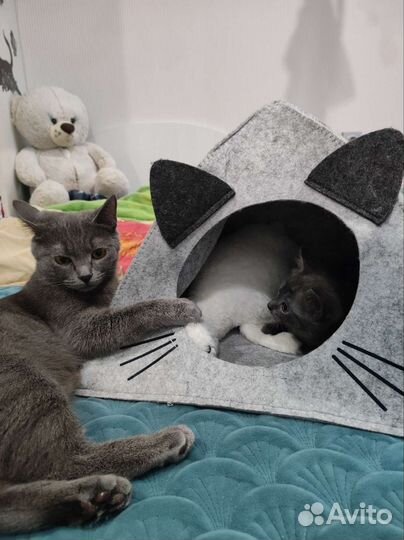 Британские