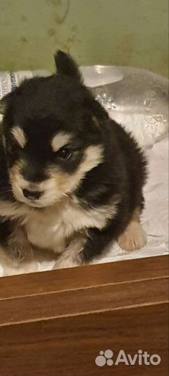 Собака щенок