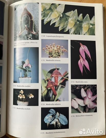 Книга о мини орхидеях “Miniature orchids and how t