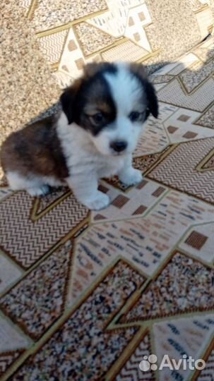 Собаки бесплатно в добрые руки щенки