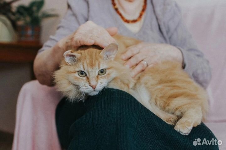 Шикарный кот-красавец Рыж