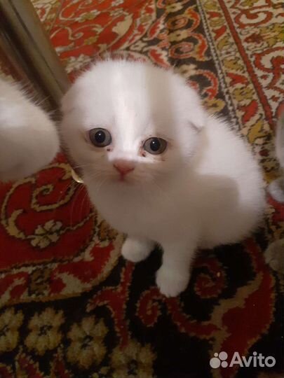 Шотландские вислоухие котята