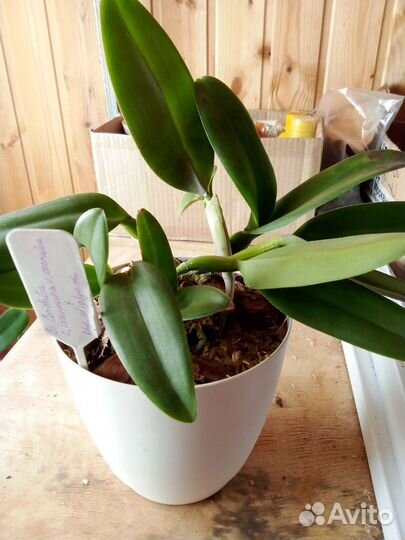 Орхидея каттлея горделия