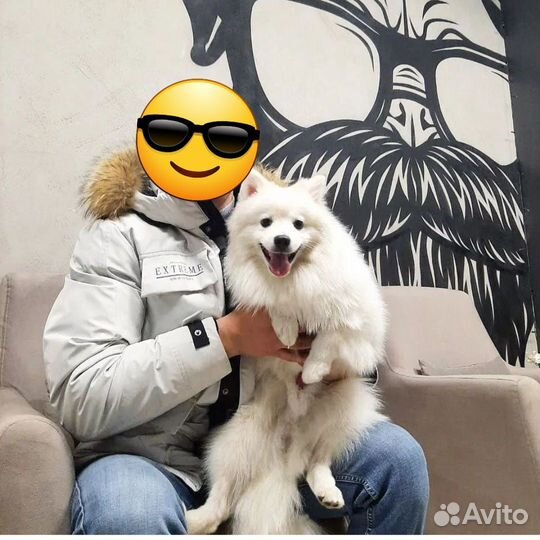 Немецкий шпиц белый Вязка