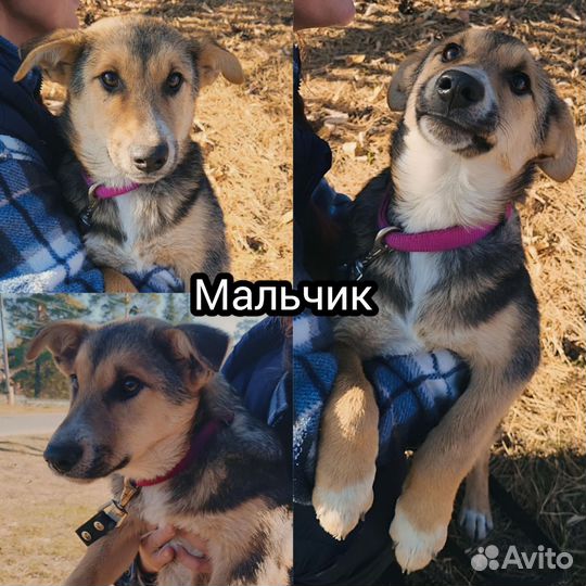 Щенки в добрые руки