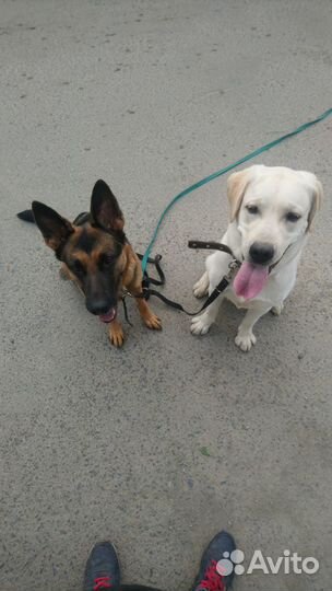 Передержка собак,дрессировка собак,кинолог, выгул