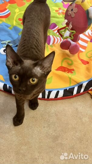 Девон-рекс шоколадный котик