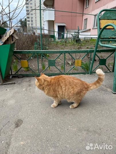 Рыжая кошка ищет дом
