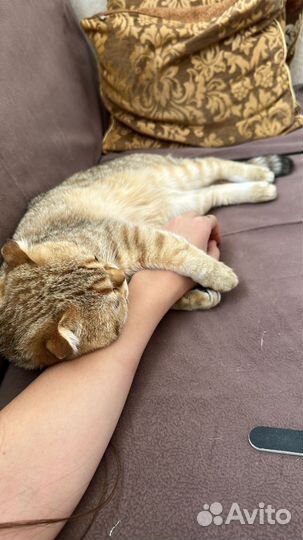 Шотландский кот вязка