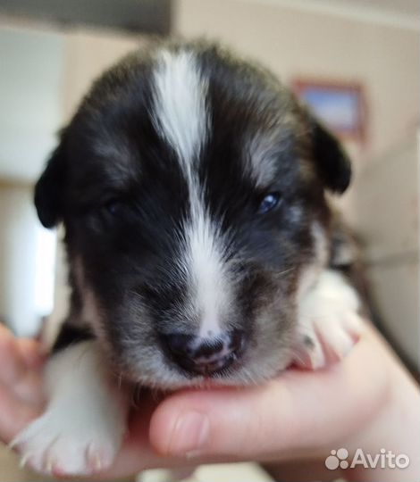 Собака в добрые руки отдам бесплатно щенки