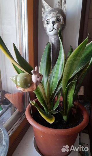 Сансевиерия сортовая