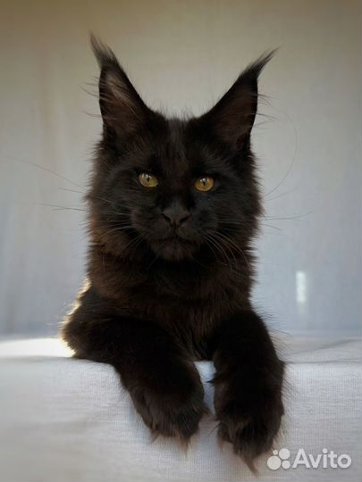 Котёнок Мейн-кун девочка