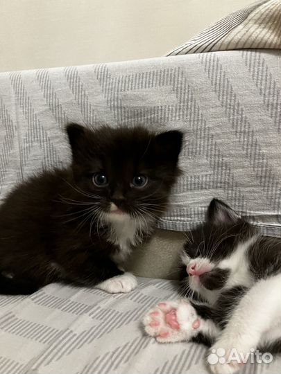 Котята в добрые руки