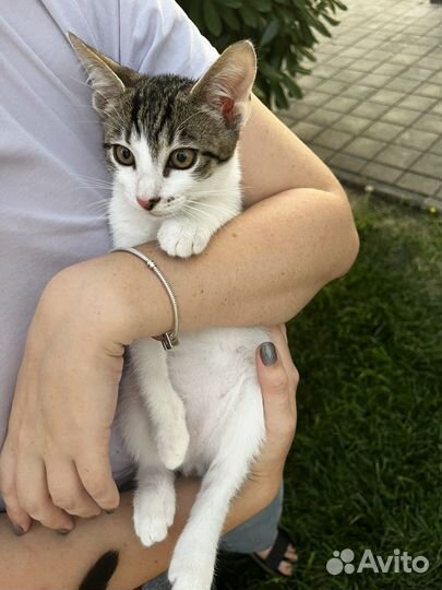 Котенок мальчик 3 месяца в добрые руки