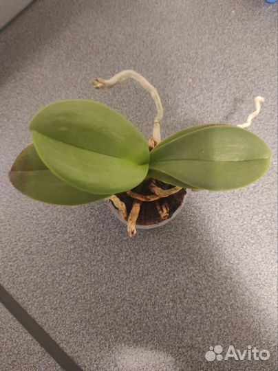 Орхидея фаленопсис мини