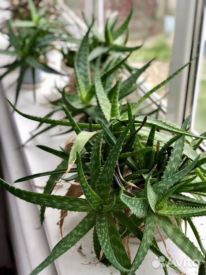 Алое и кактусы