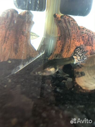 Аквариумные рыбки гуппи