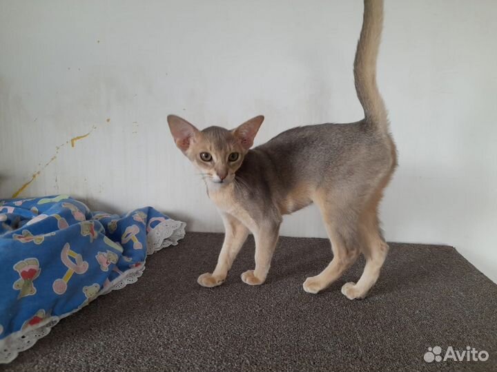 Абиссинские котята