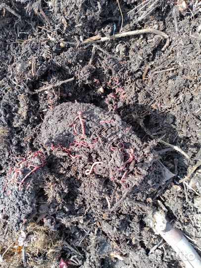 Черви навозные
