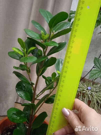 Фикус мокламе, эухарис/амазонская лилия