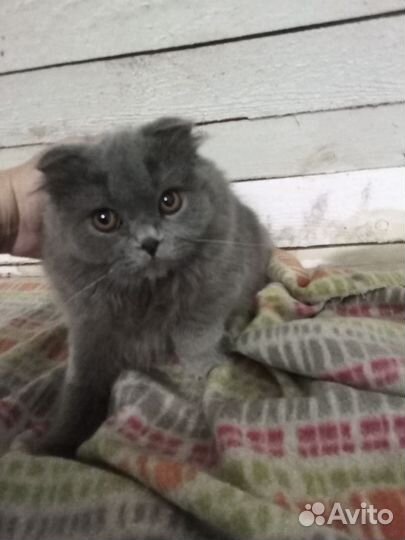 Шотландский кот