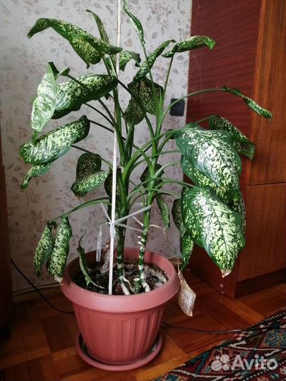 Диффенбахия