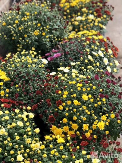 Хризантема мультифлора оптом для высадки