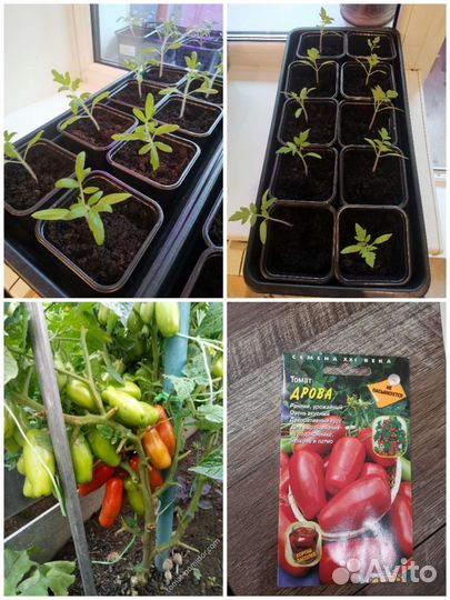 Рассада томатов