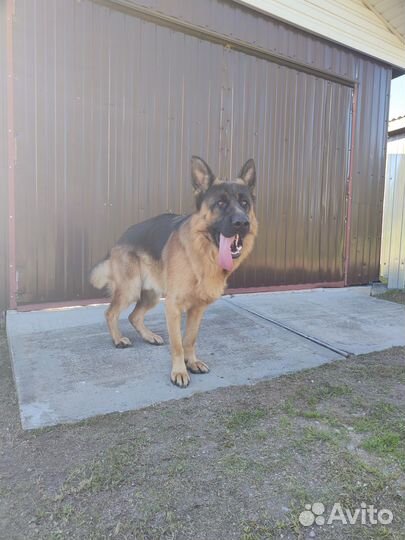 Немецкая овчарка вязка