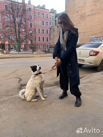 Панда ищет своего человека :)