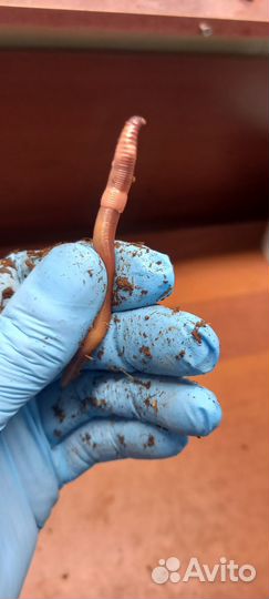 Черви для рыбалки (Дендробена венета)