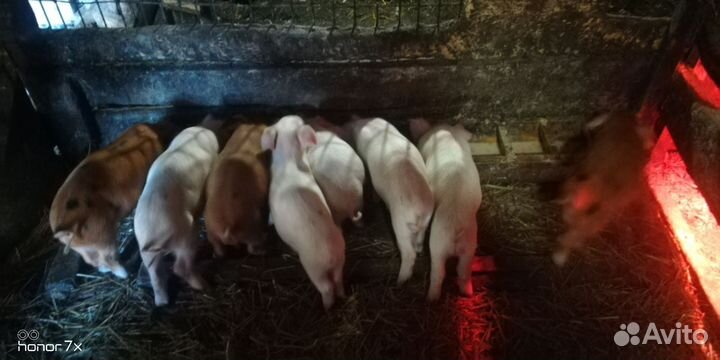 Поросята породы дюрок ландрас