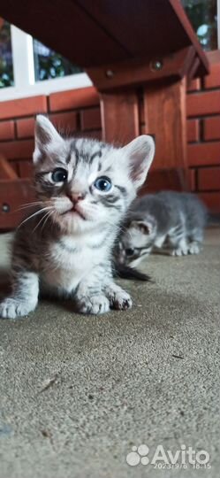 Кошка в дар бесплатно