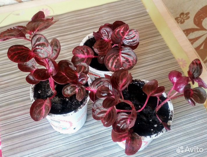 Филадендроны и другие цветочки