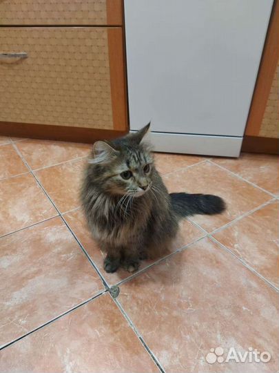 Сибирская кошка