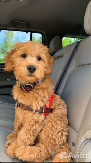 Передержка собак на дому