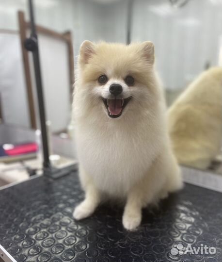 Груминг Передержка Стрижка собак и кошек