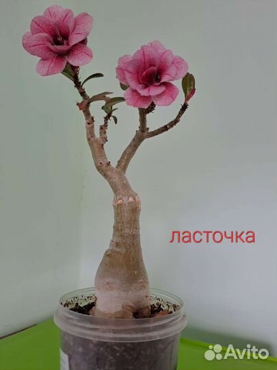 Адениумы сортовые